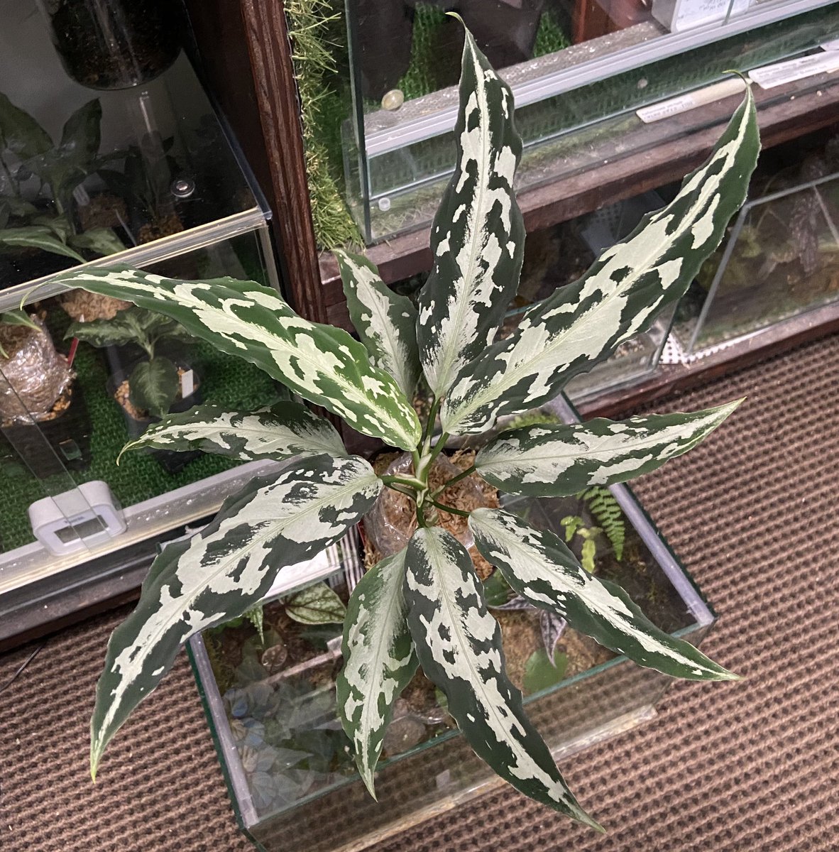 アグラオネマ白蛇系