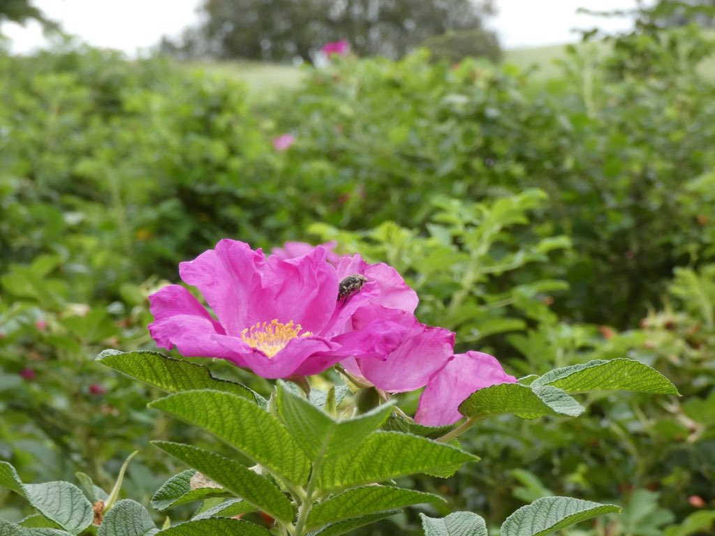 2023年9月11日 #六花の森 #ハマナシ…一般にはハマナス。 バラ科だけ