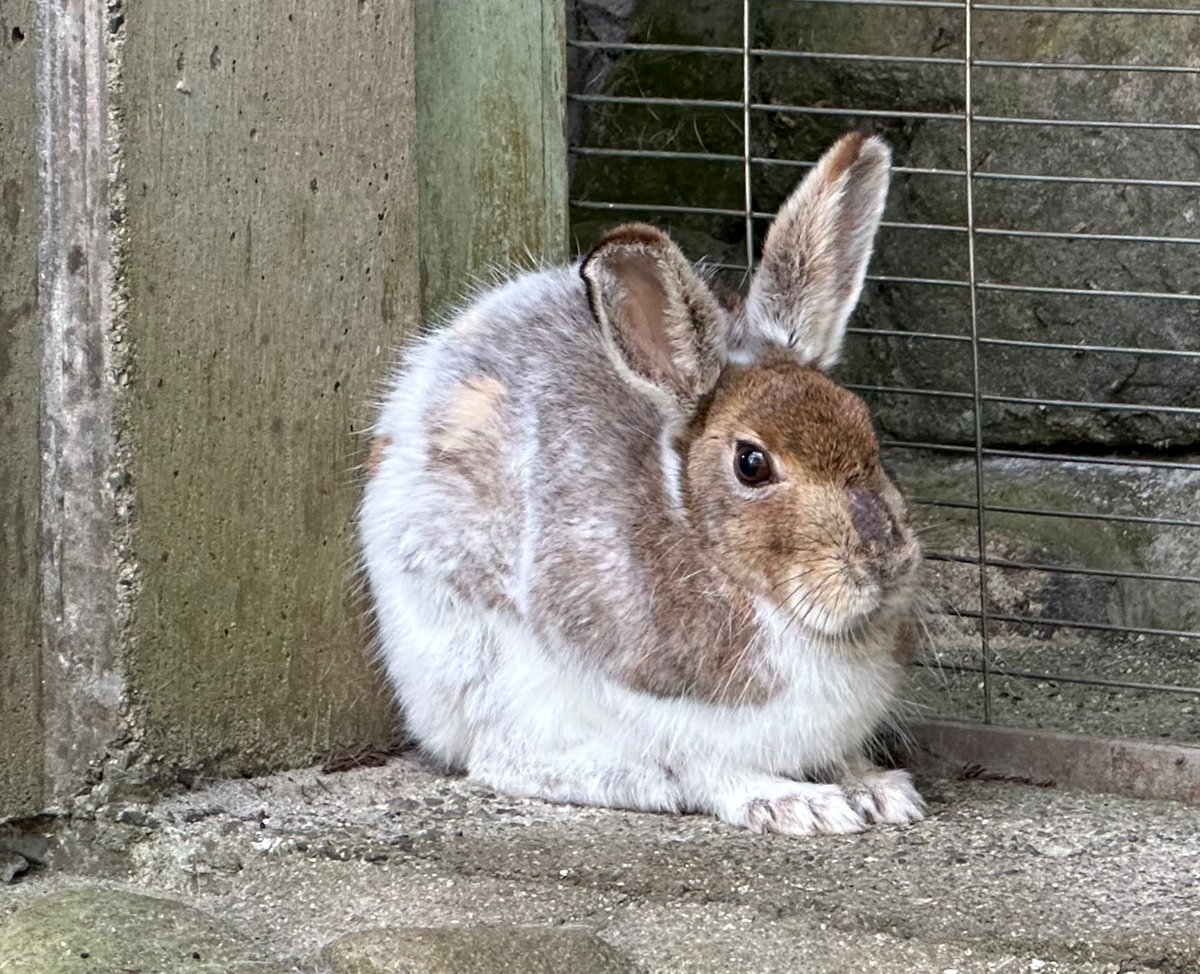換毛中のニホンノウサギ。ワタ♀は、冬の白い毛から茶色の毛に替わっ