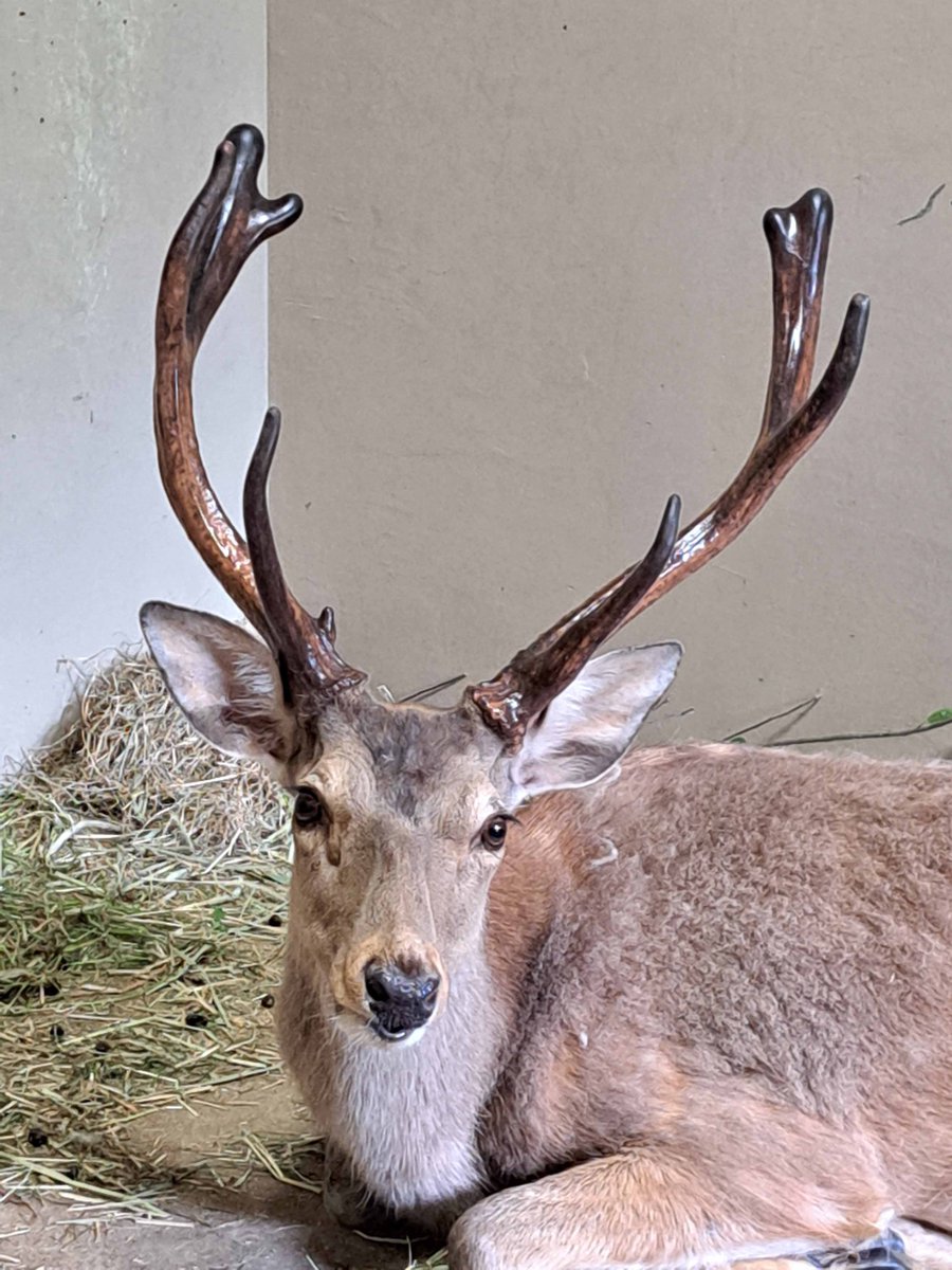 至近距離での角の成長観察写真です。 #エゾシカ #シカの角おっかけ観察