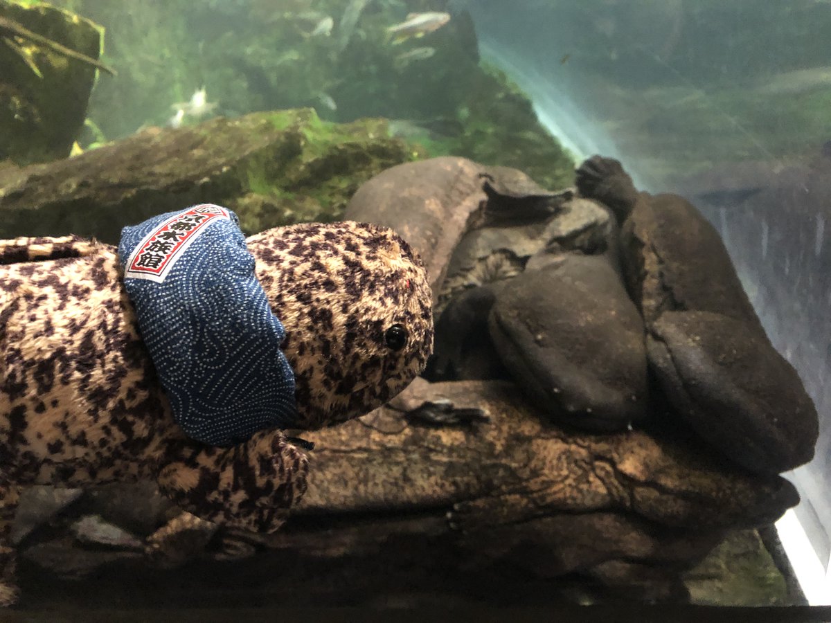 今日は #旅の日 「旅するオオサンショウウオ」と「旅するケープ