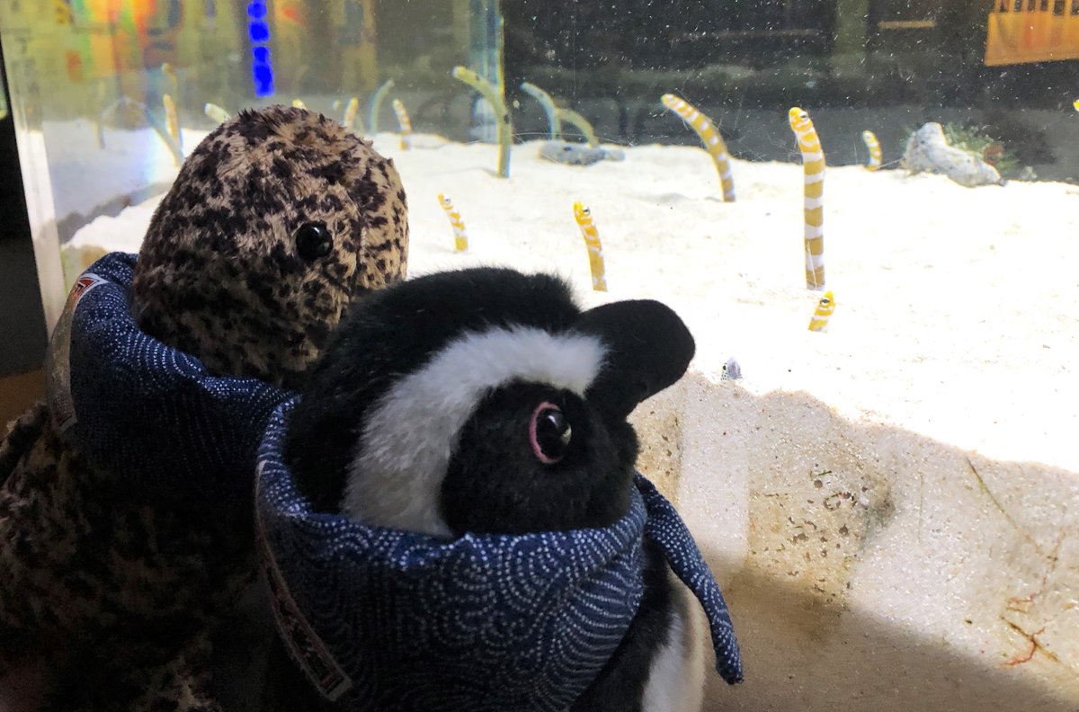 今日は #旅の日 「旅するオオサンショウウオ」と「旅するケープ