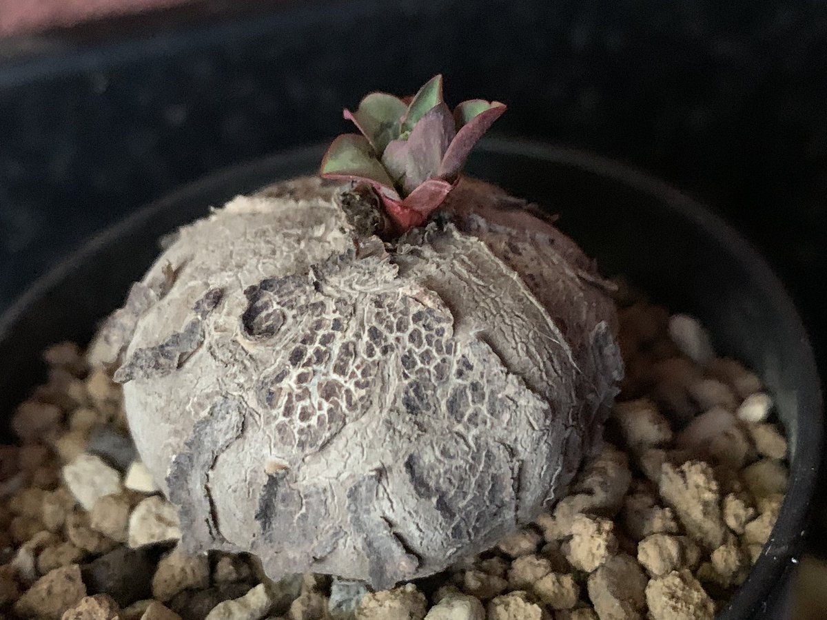 噂の？#薔薇大戟 🌹✨ 思ってたよりも小さくてめちゃくちゃ可愛い(*ฅ́