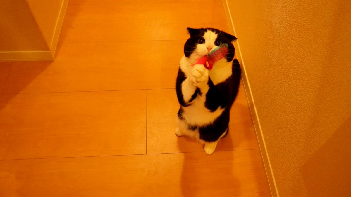 Fs87pjKaUAAZpAA.jpg?format=jpg