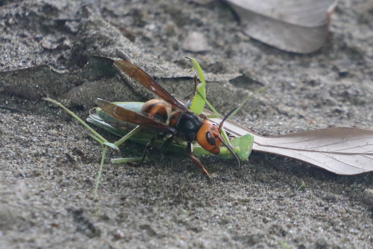 カマキリ vs スズメバチ。 昆虫界きってのハンター同士の対決は、昨日