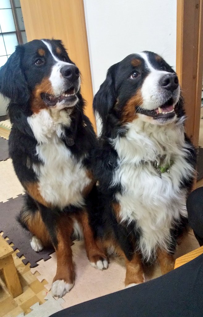 ここあ (@coco_bmd) / Posts / X