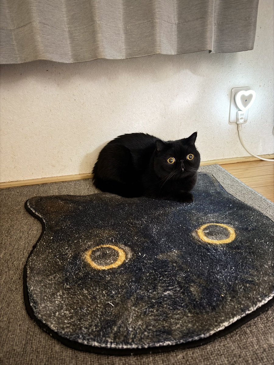 しぃちゃん (@shi_chan347) / Posts / X