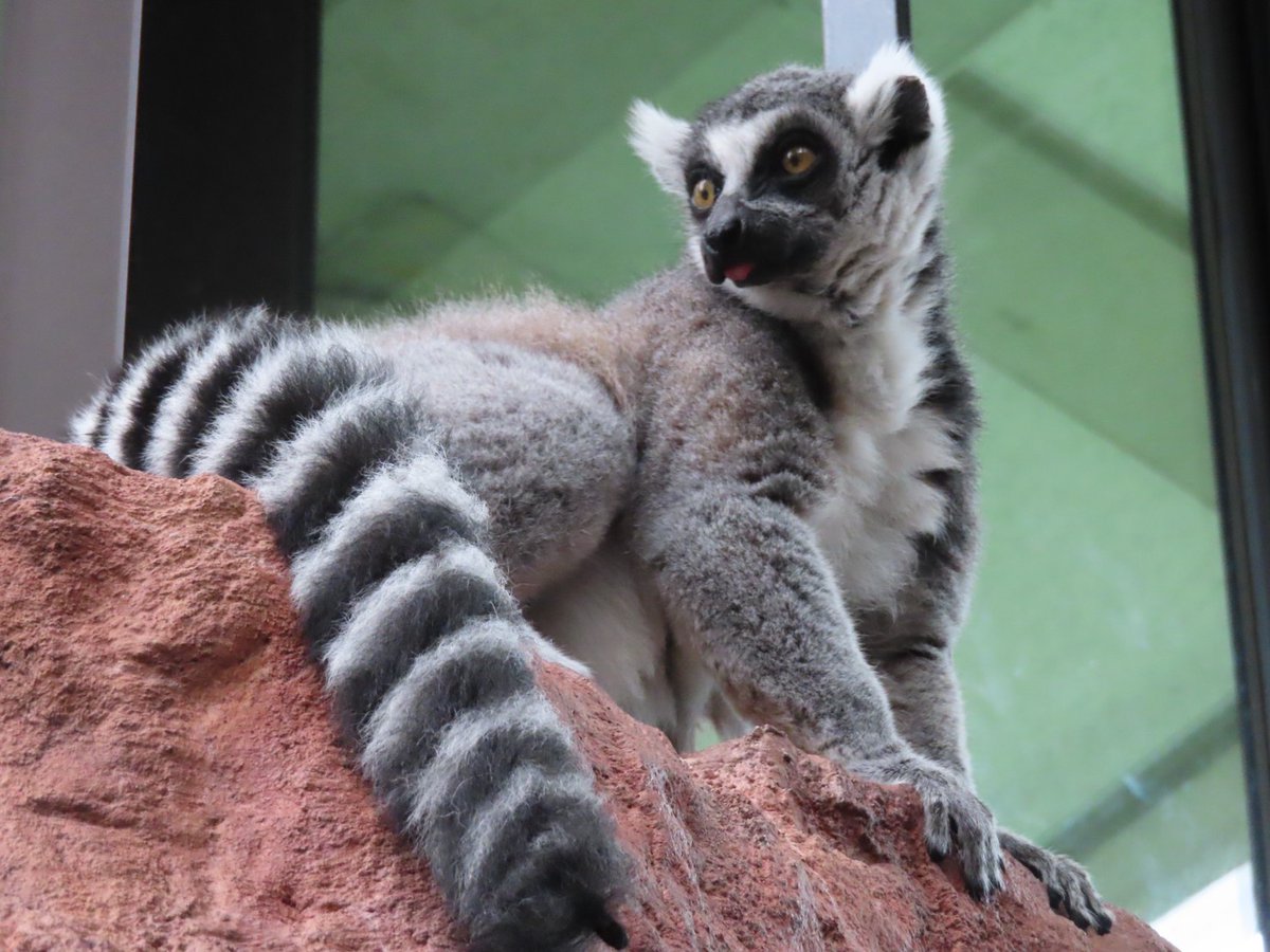 毎年10月の最終金曜日は #世界キツネザルの日 マダガスカル島の固有種