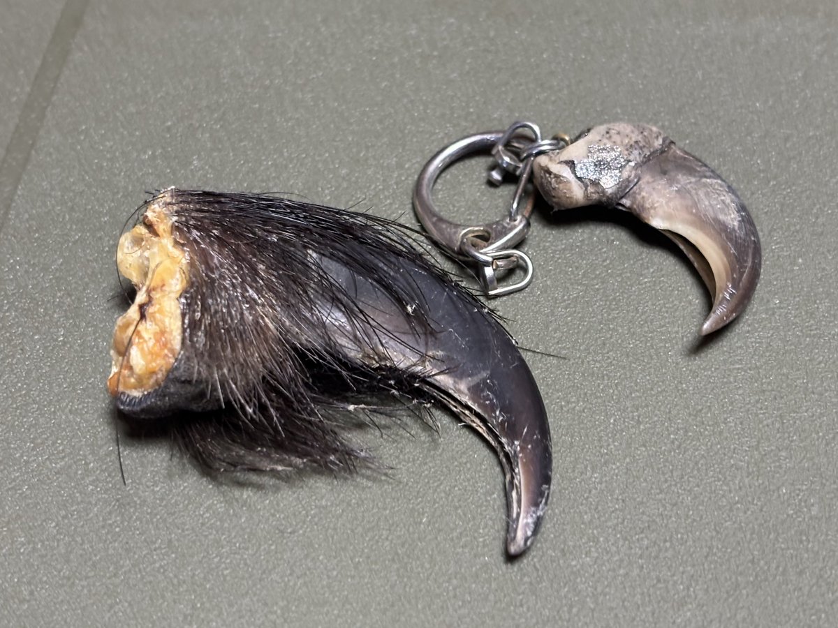 地元の方から、お守りとしてヒグマの爪(写真左)をもらいました。でかい