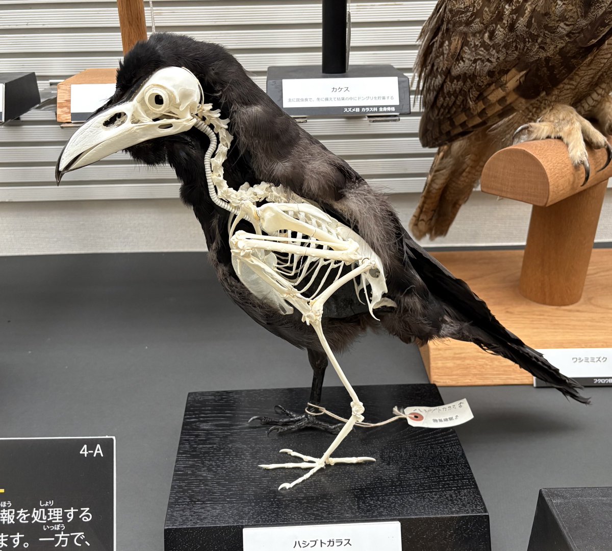 ハシブトガラスの半身骨格標本、骨がどこにあるのか一目瞭然、羽根や