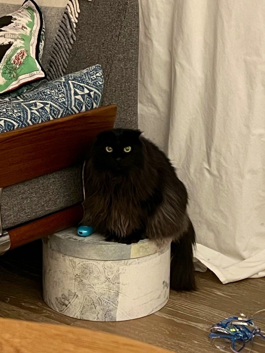 ねこさん🦉元保護猫フクロウ (@necosan__cat) / Posts / X