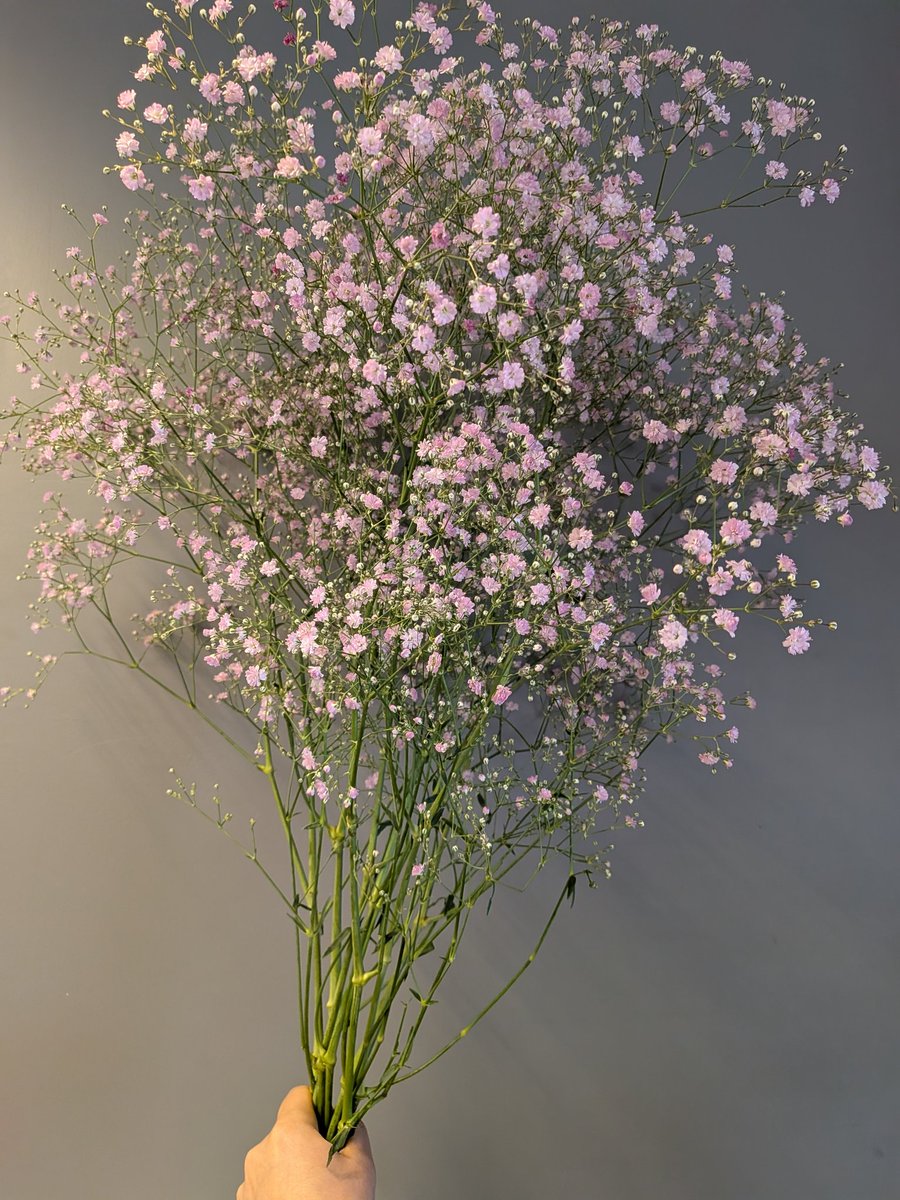 かすみ草・ピンクシンフォニー】 染色ではない、自然のピンク色