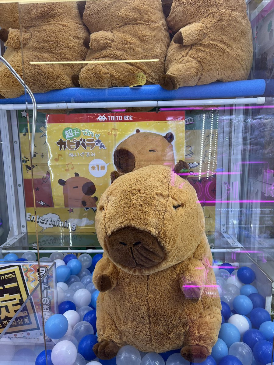 こちらの｢超ドでかい！カピバラさんぬいぐるみ｣ 残りわずかです