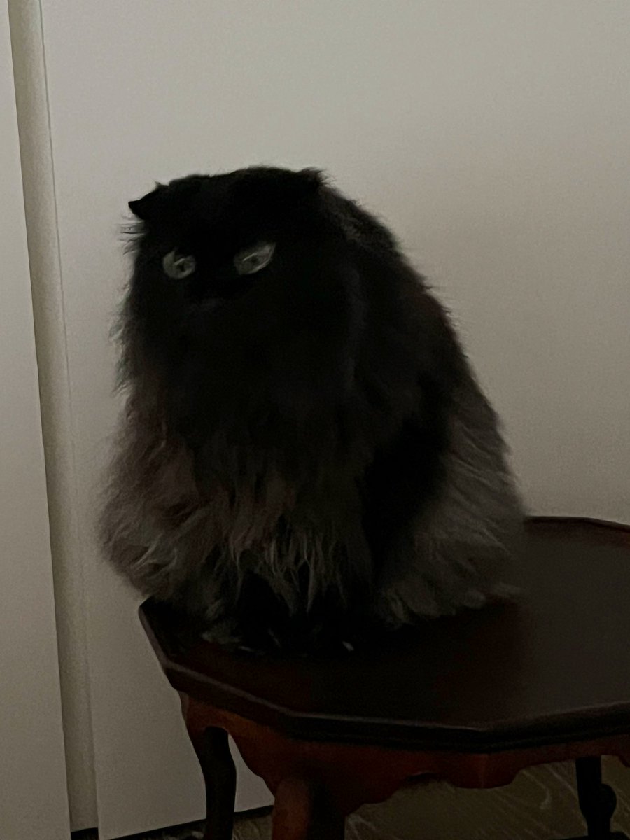 ねこさん🦉元保護猫フクロウ (@necosan__cat) / Posts / X