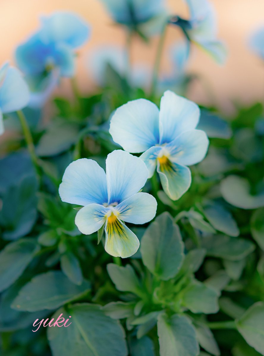 すみれ図鑑と言うブルーグリーンに色変わりを楽しめるビオラを2つ買っ