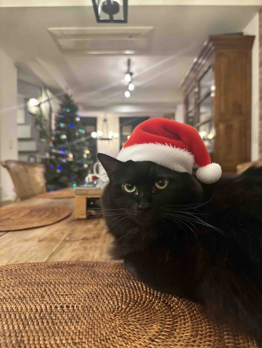 サンタさん🎅きたー！ 巳年最後に🐍プレゼント🎁👜 早速🐈が匂い付け