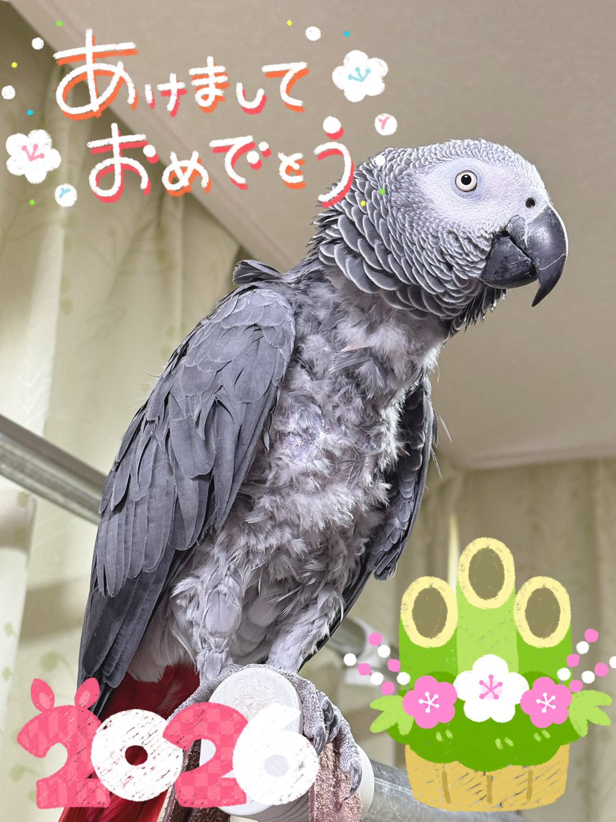 ヨウムのるいちゃんと愉快な仲間たち🐦🍡🍆 (@urupoohchan) / Posts / X