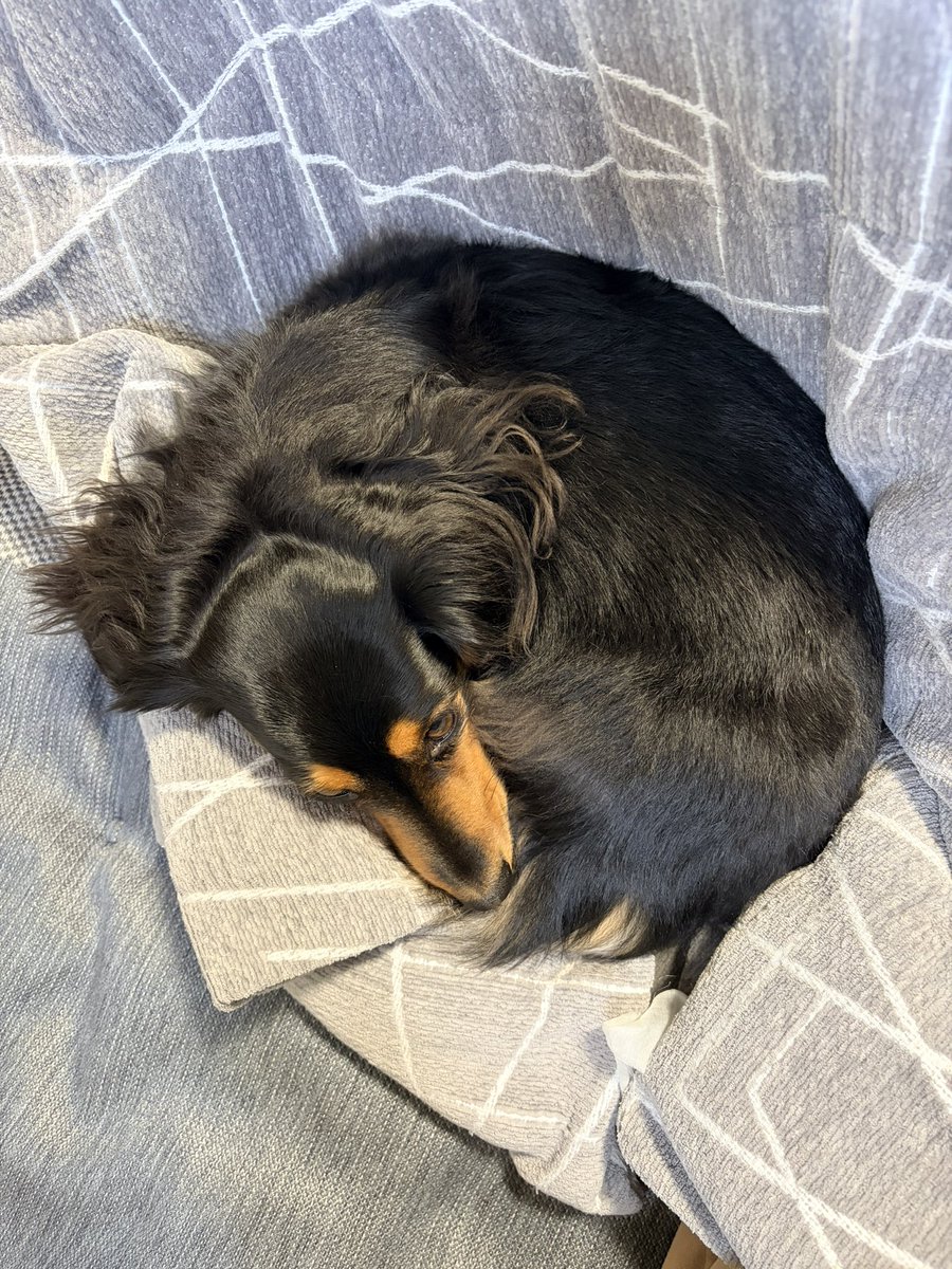 ロイくん🐶Mダックス♂ (@roiroi_reon02) / Posts / X