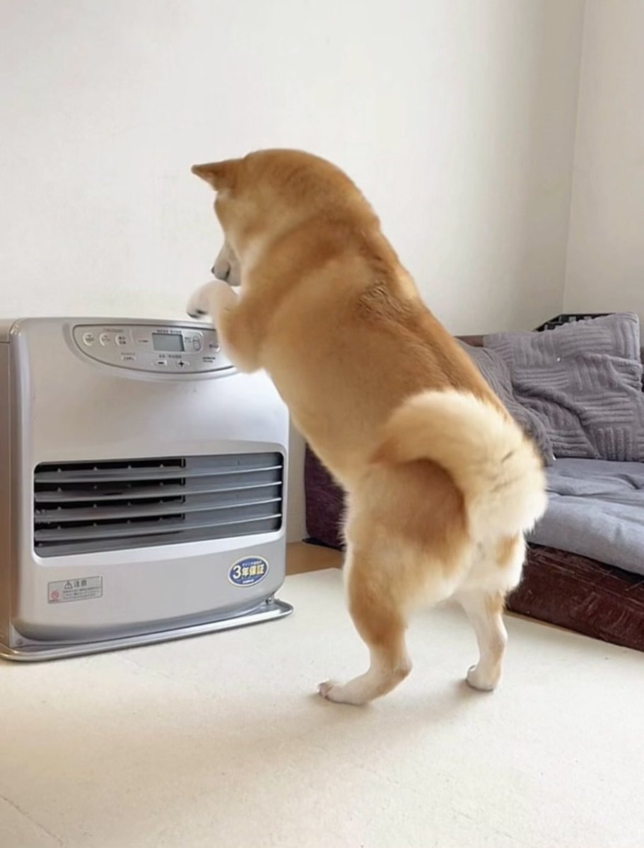 朝の寒さに耐えられず運転スイッチ押そうとしてる野生には戻れない犬