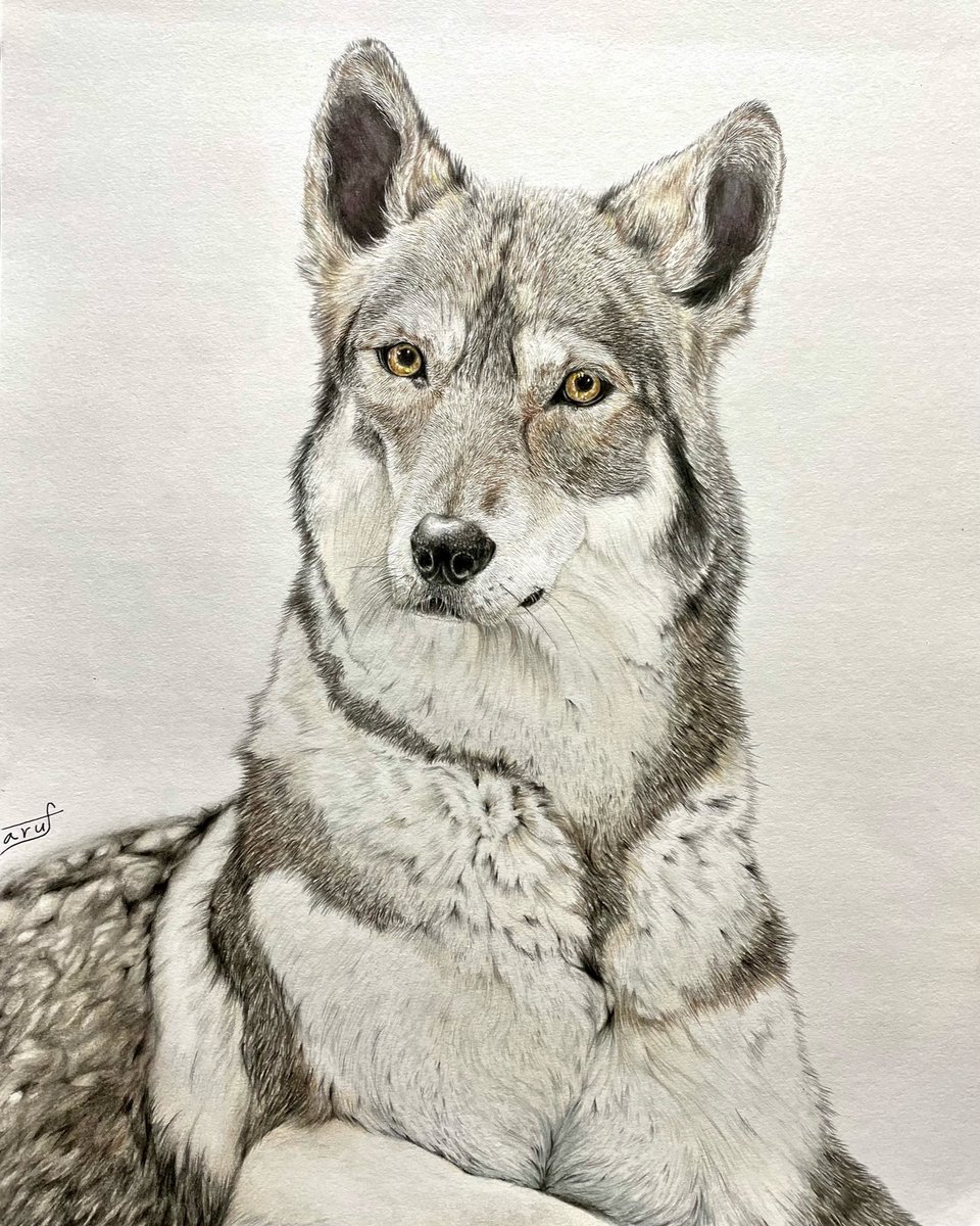 淡雪の狼 色鉛筆画 パステル 淡雪の狼 色鉛筆画 パステル 淡雪の狼