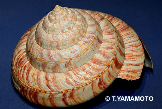 これがあの有名な「1個360万円の貝」。リュウグウオキナエビス