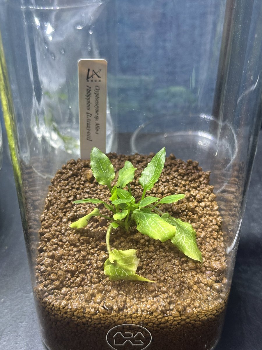 トロピカルソイルにしたら、ジュエルクリプトが見違えるほど生育が良く