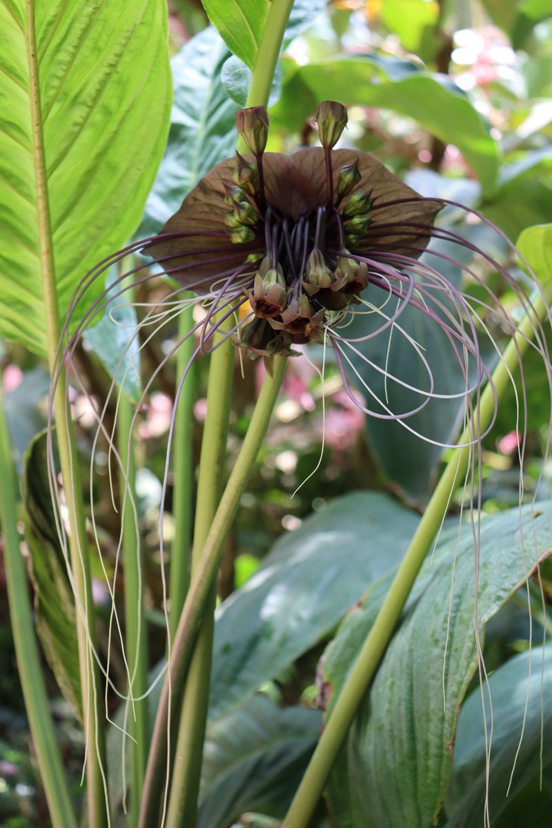 大温室で タッカ・シャントリエリ が開花しています。 別名「ブラック