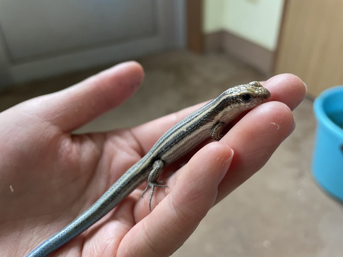 園内でニホントカゲベビーを見かけるようになりました！ 小さな体に