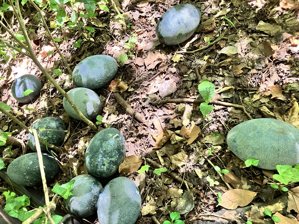 元鳥コーナーの草刈りをしていたら、今は無きエミュー(ただ別の場所に