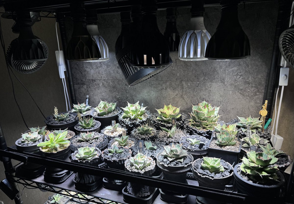 そういやアガベの金蟾tc、麻花龍oc、星空tcの三つを同じ環境で育てて