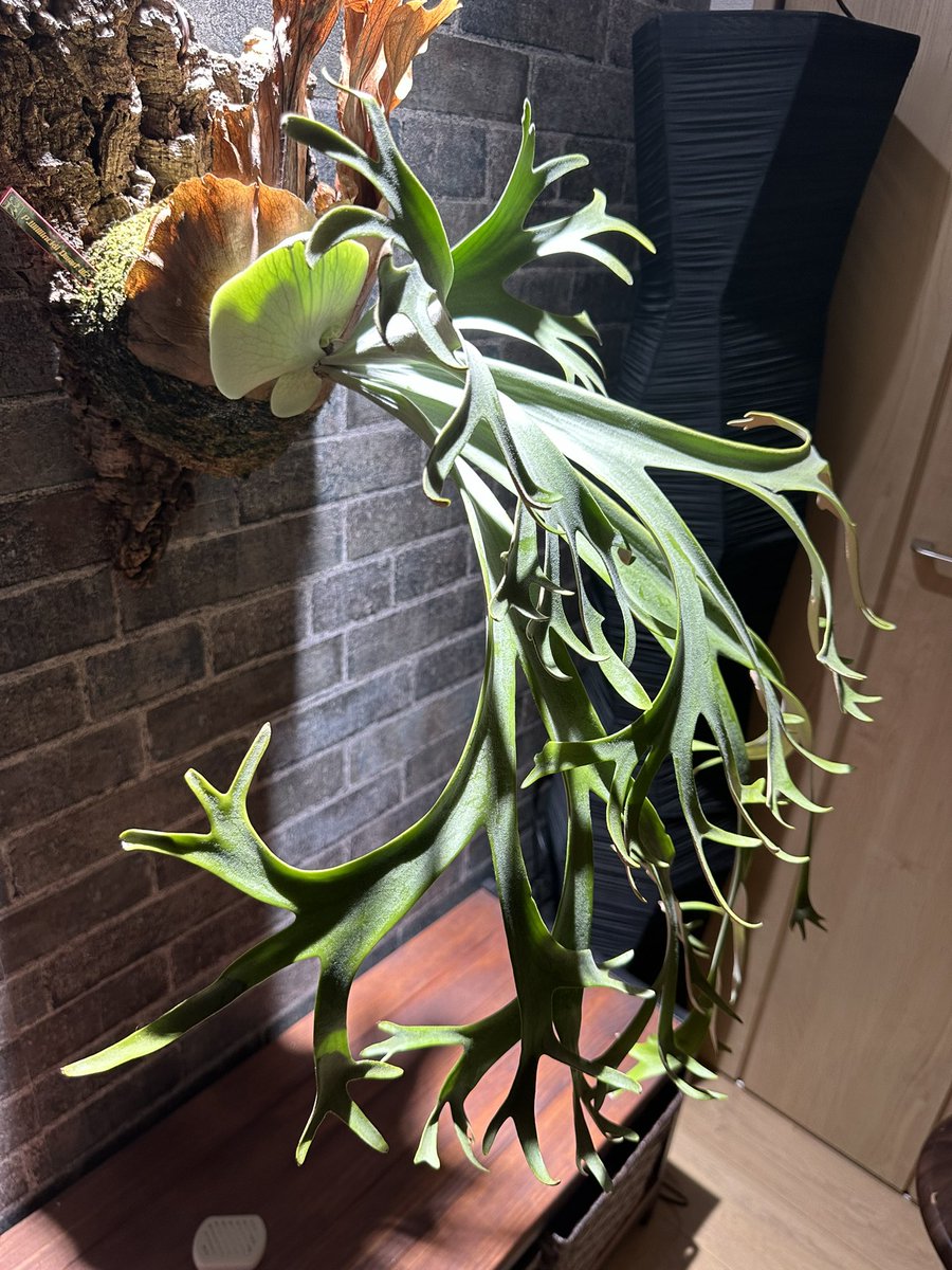 P.willinckii dwarf W2 #ROSSOPLANTS #ビカクシダ #コウモリラン