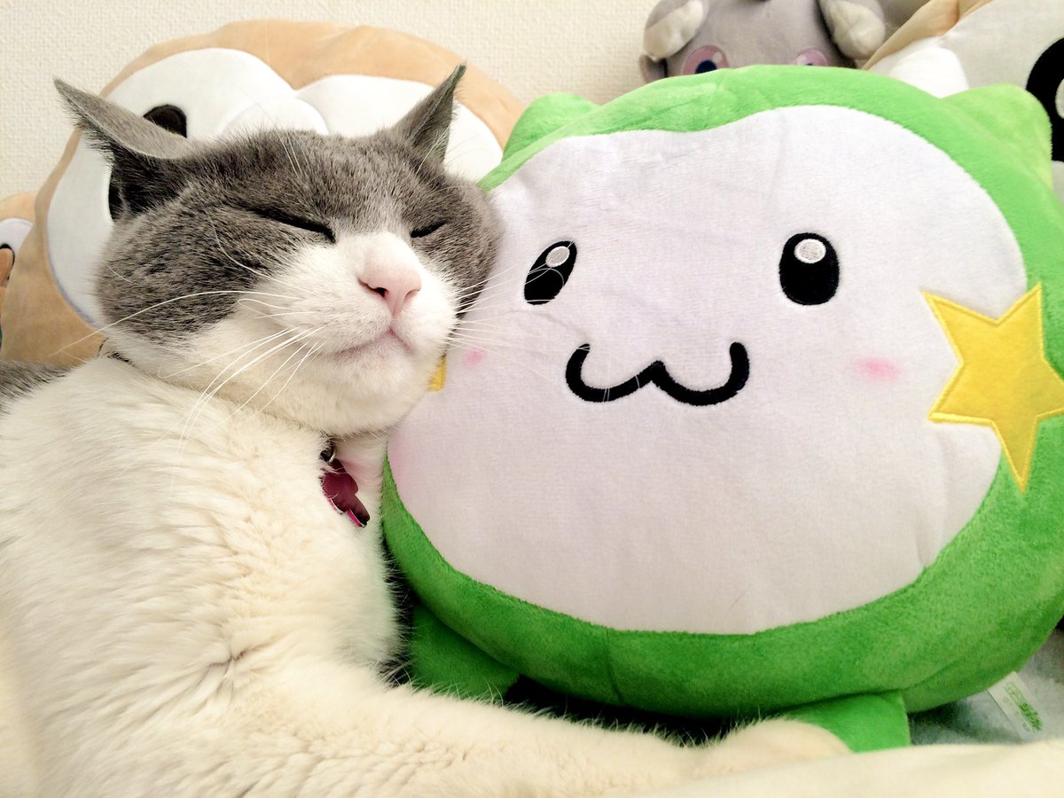 怪盗ジョーカーのもちもち宇宙猫ホッシーこと古代の神獣アクルックスは