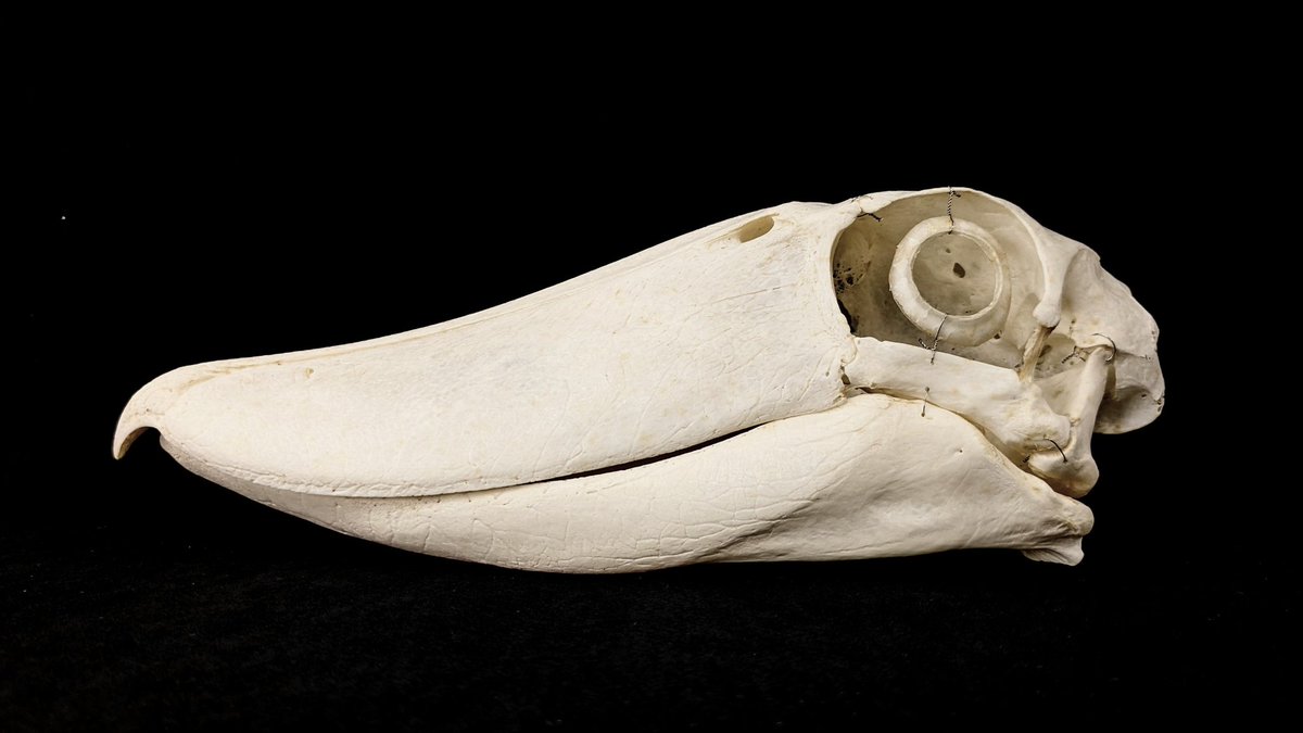 答え：ハシビロコウ 昨日の写真は、頭骨を背側から見たものと、頭骨の