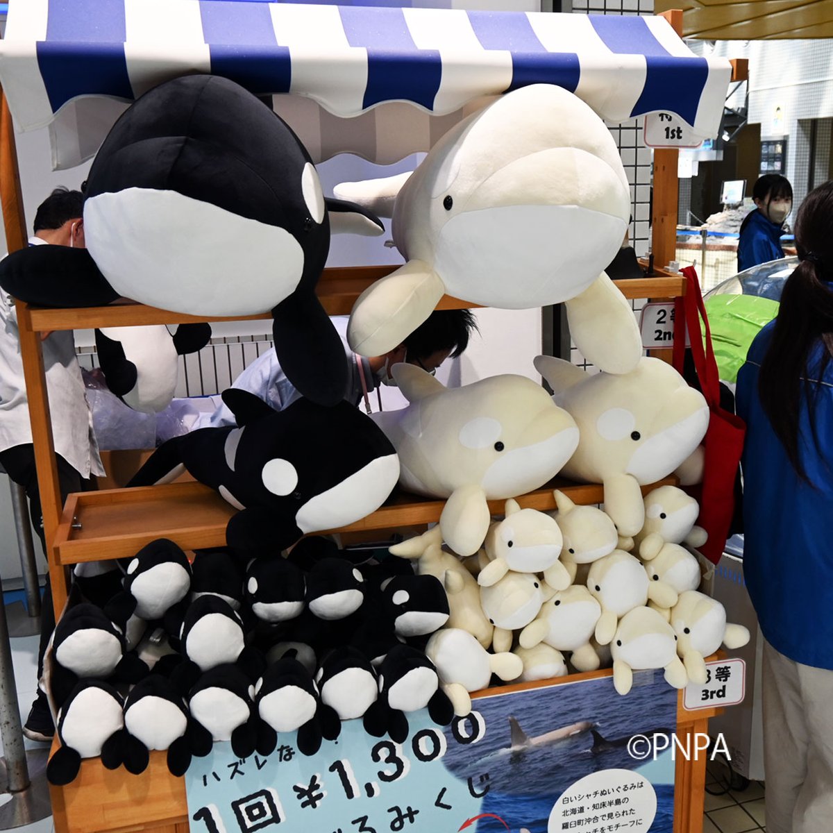 大人気のぬいぐるみくじが春休み期間限定で開催中です！ 期間➡4月6日