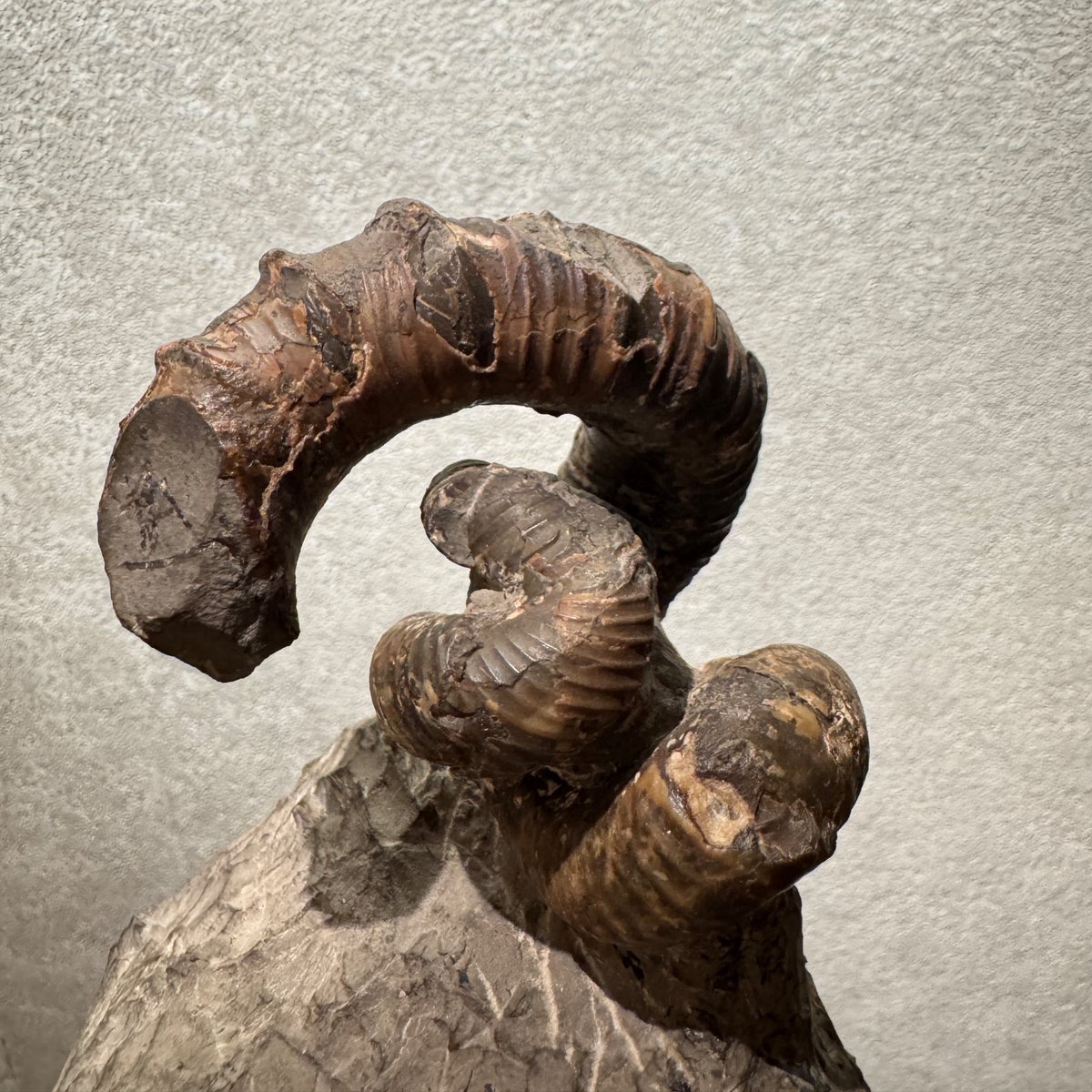 待望の初入荷！日本が誇る異常巻きアンモナイト、ニッポニテスが