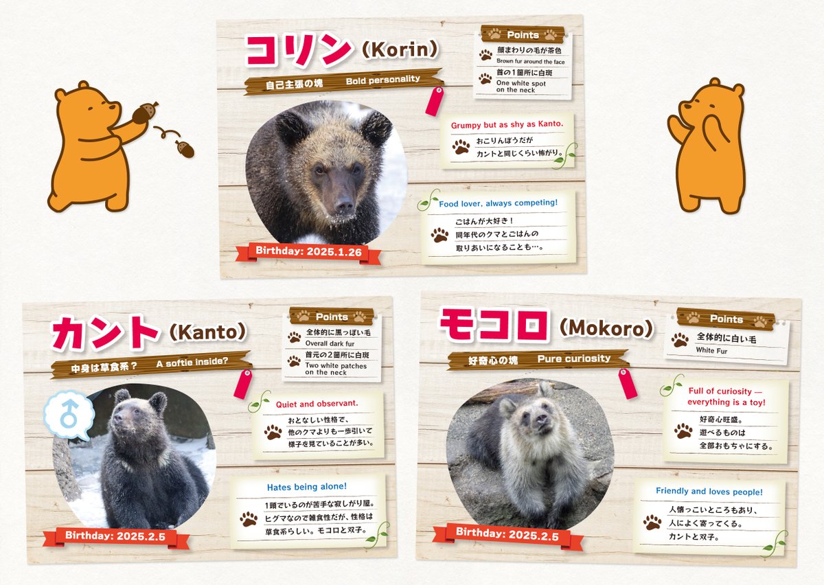 2025年生まれの子グマたちが、第二牧場にデビューする日【2/3(火