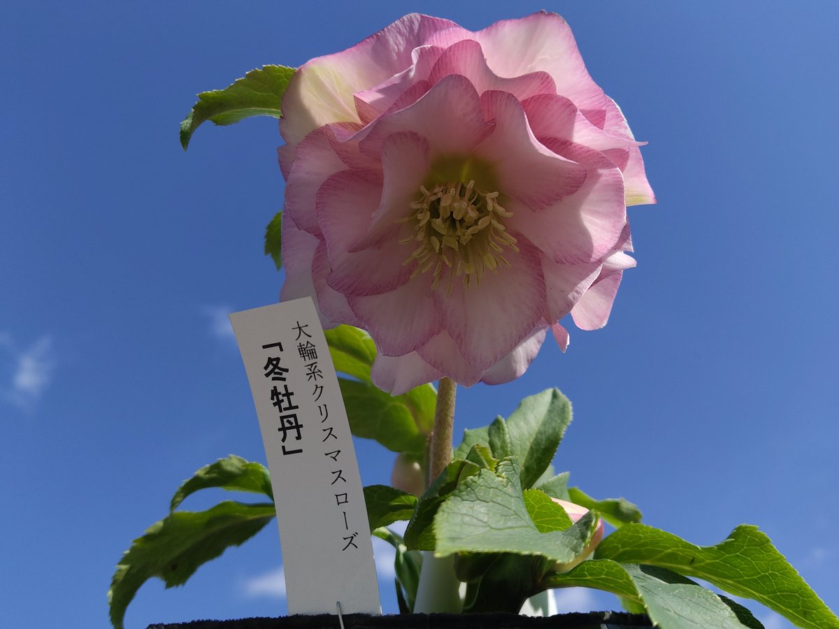 ガーデンセンター瑞穂店】 〜曽田園芸さんの ＃クリスマスローズ 入荷