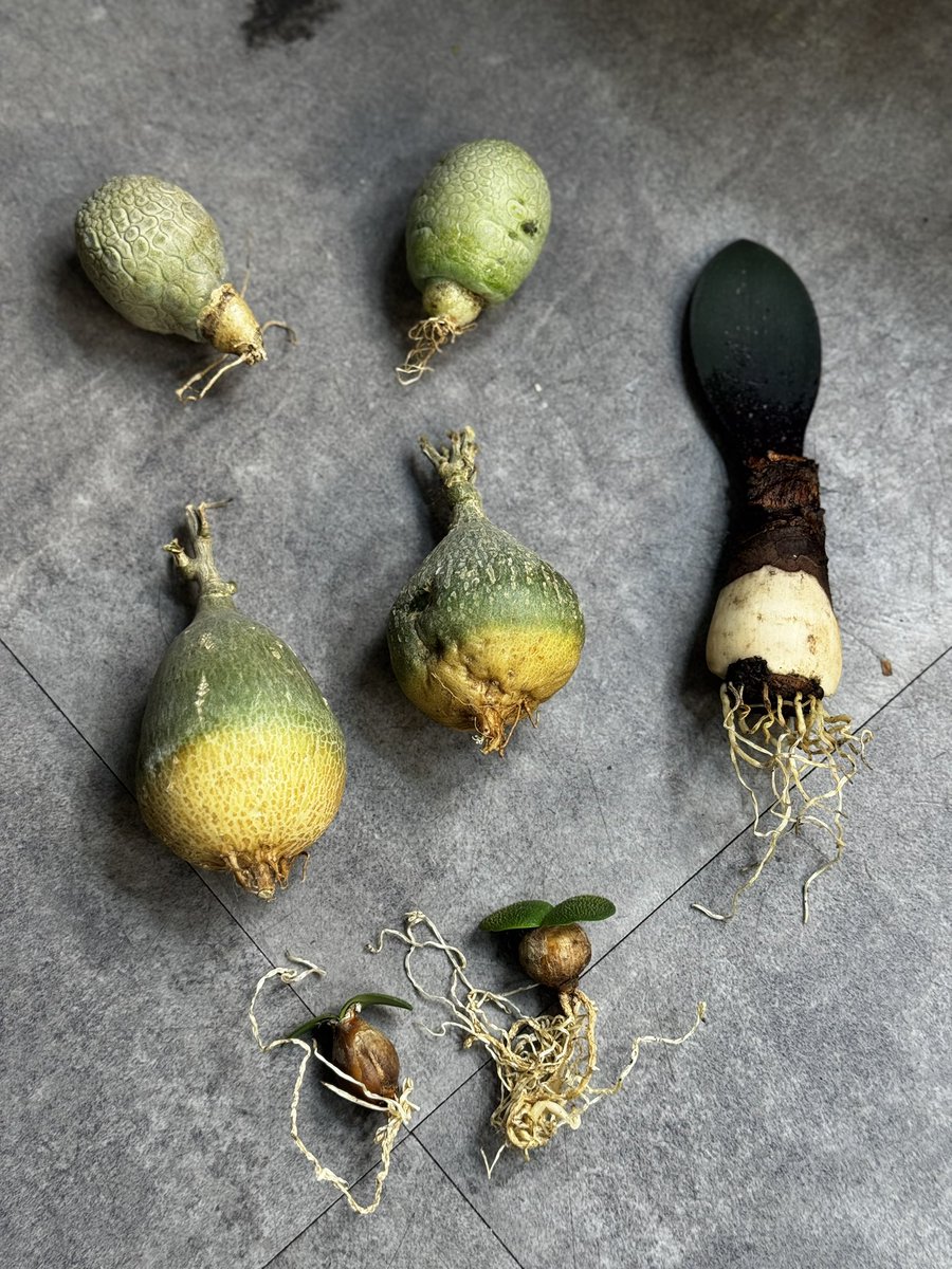 入荷のお知らせ】 ハエマンサス ノルティエリ Haemanthus nortieri