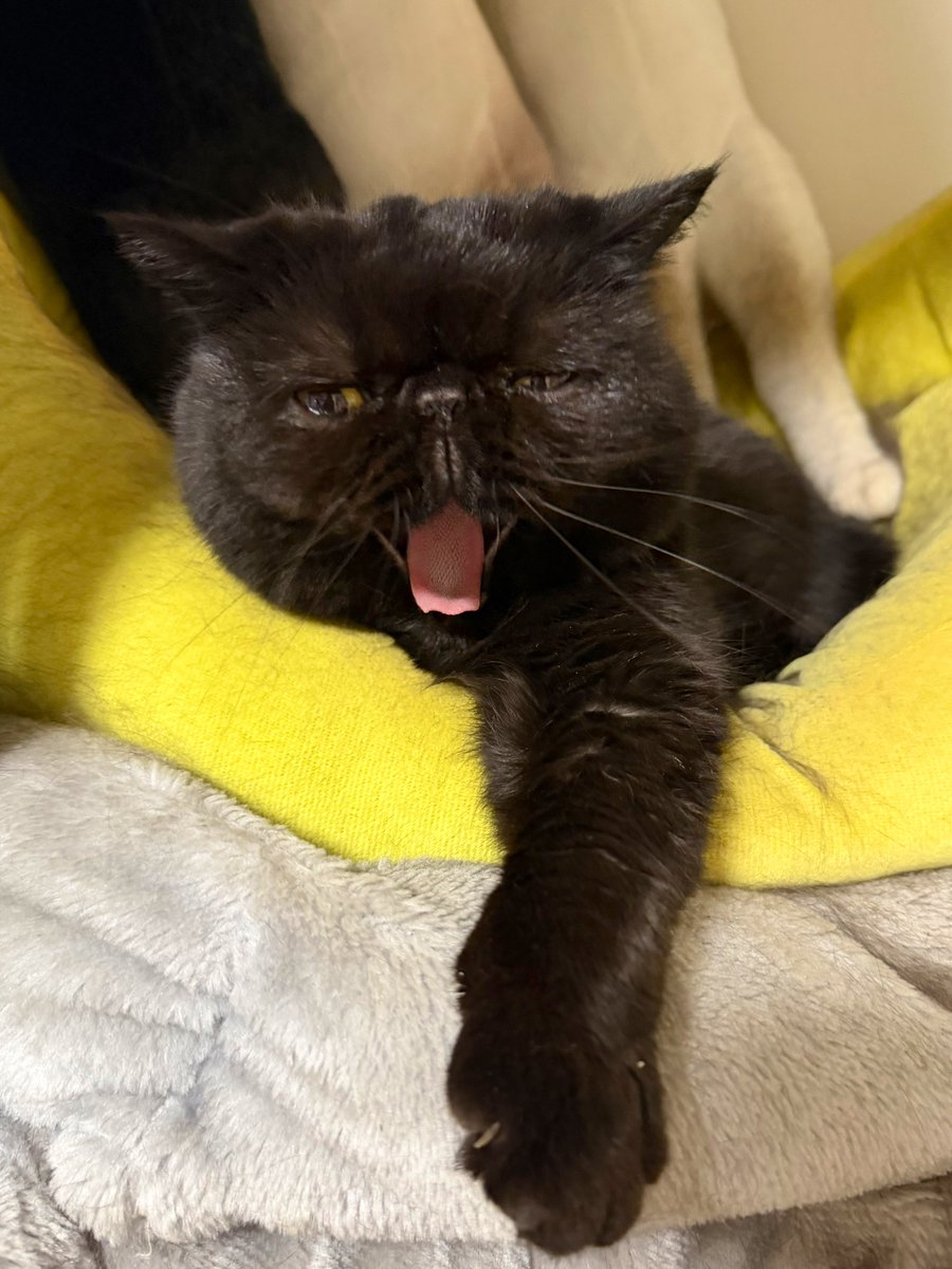 しぃちゃん (@shi_chan347) / Posts / X