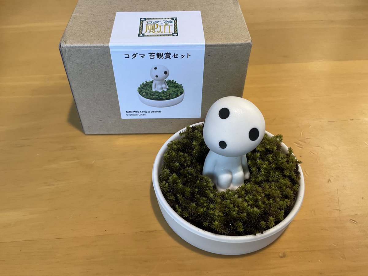ジブリパーク の帰りに買った「コダマ苔鑑賞セット」。やっぱりジブリ