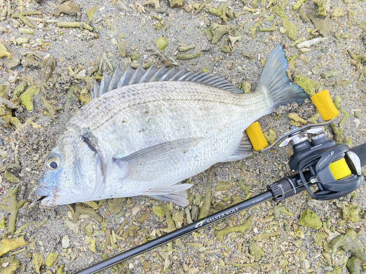 ミナミクロダイ