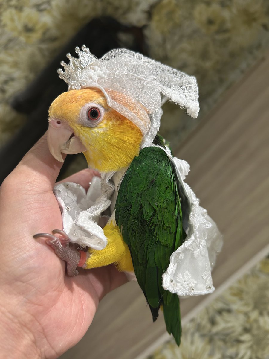 インコ