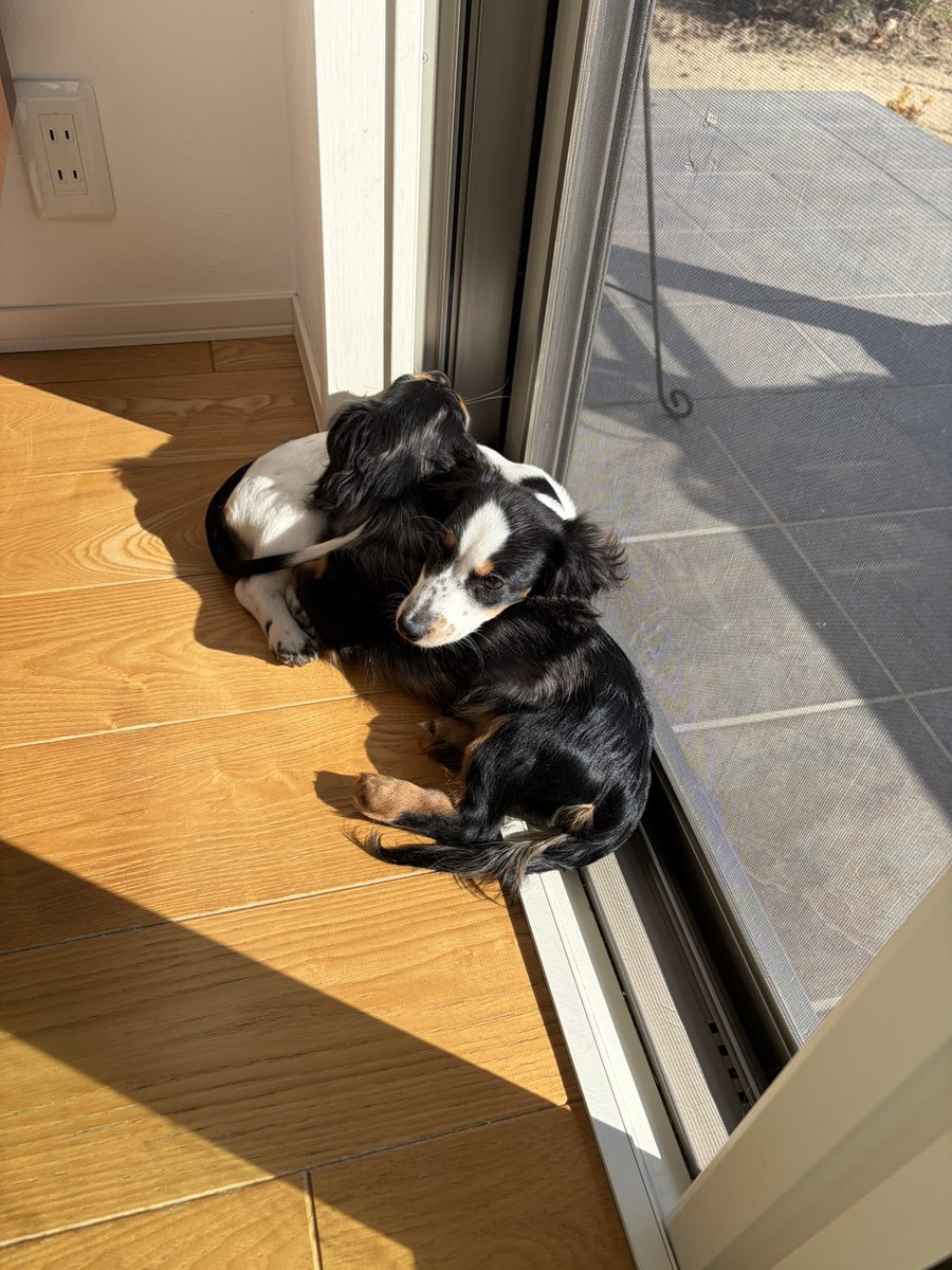 ダックスフンド