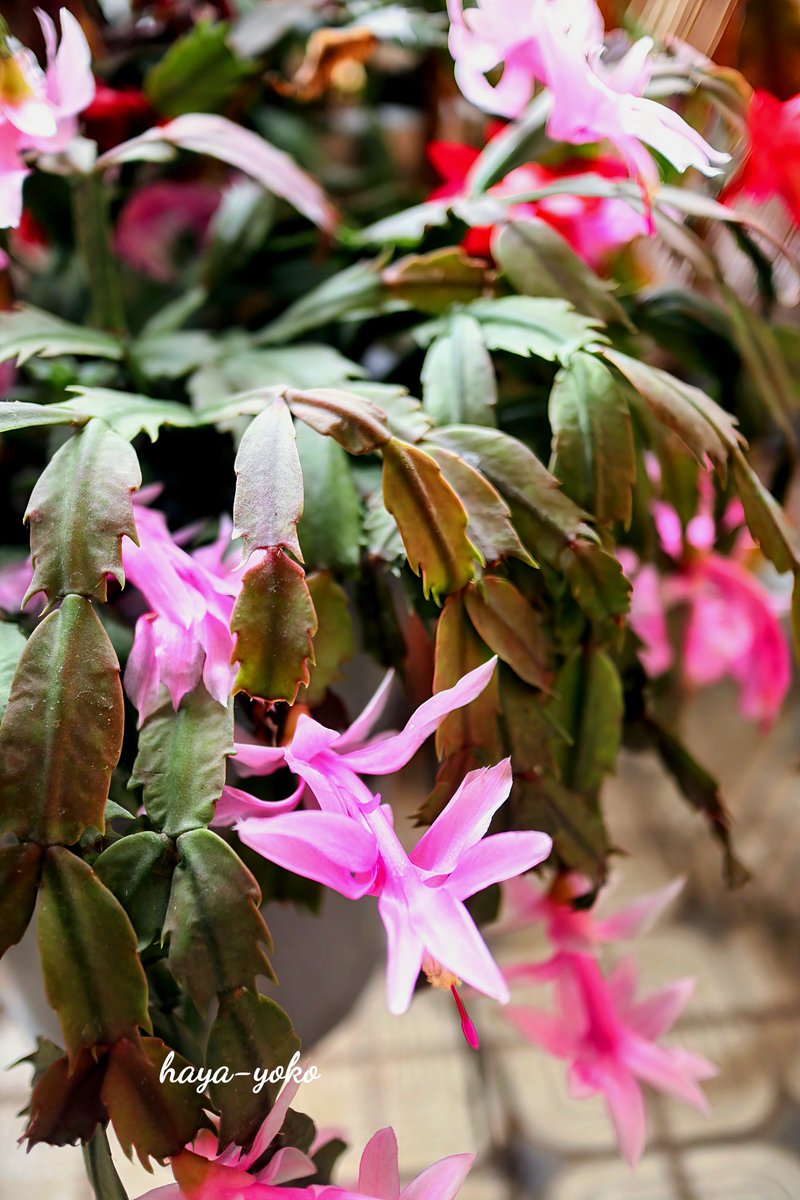 りんご シャコバサボテン コンペイトウファイヤー シクラメン レジーナ