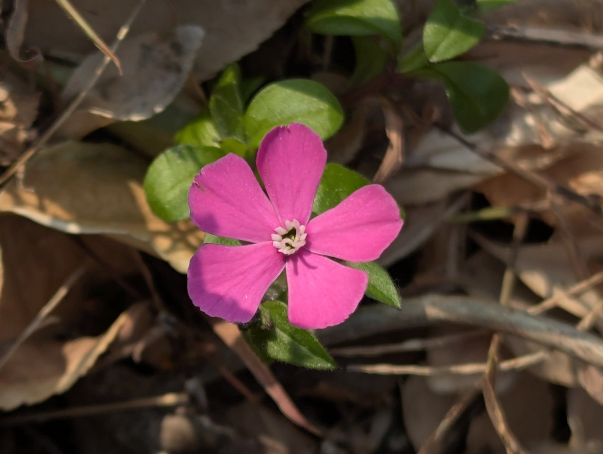 グッモ🤘 #シレネピンクパンサー #シレネ #花 #Flower