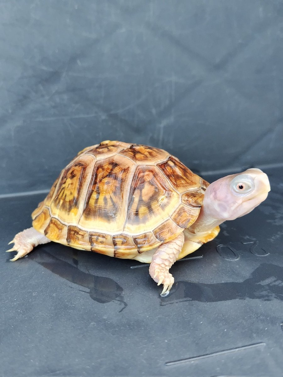 tito (@34_wgnc) / Posts / X