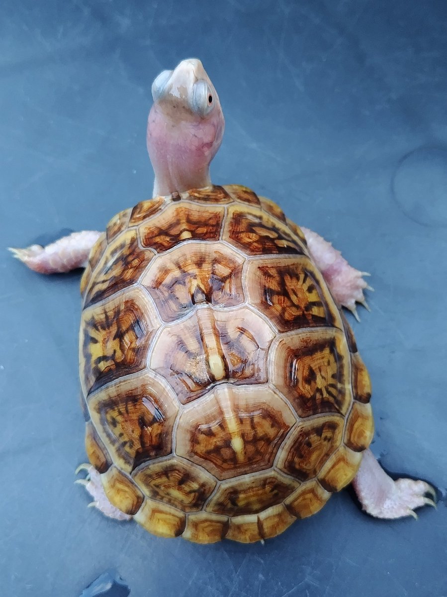 tito (@34_wgnc) / Posts / X