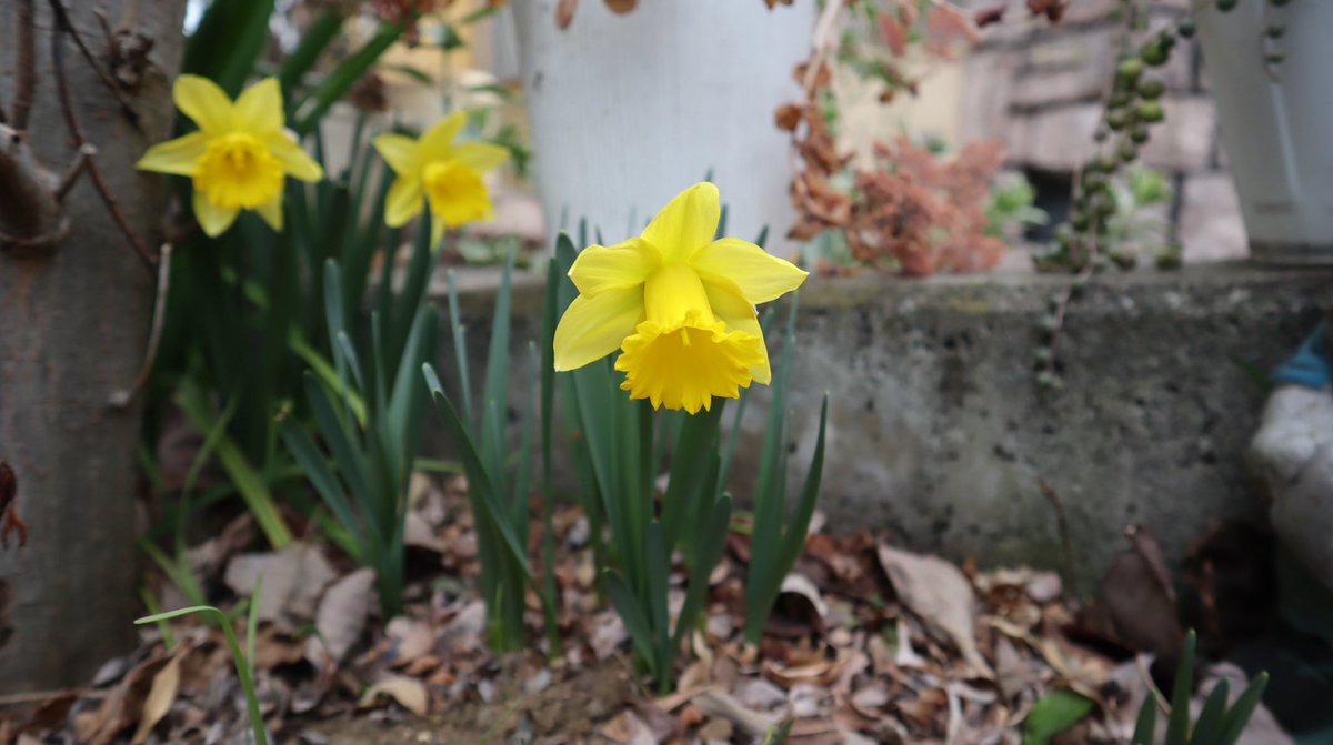 おはようございます😊🌿 早咲きラッパ水仙 ラインベルト・アーリー