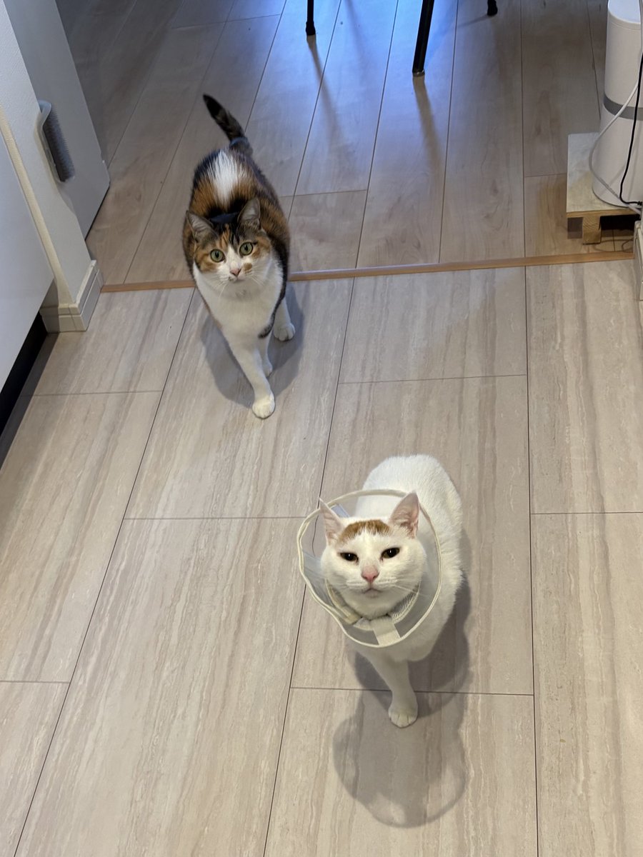 紫苑 (@shion259) / Posts / X