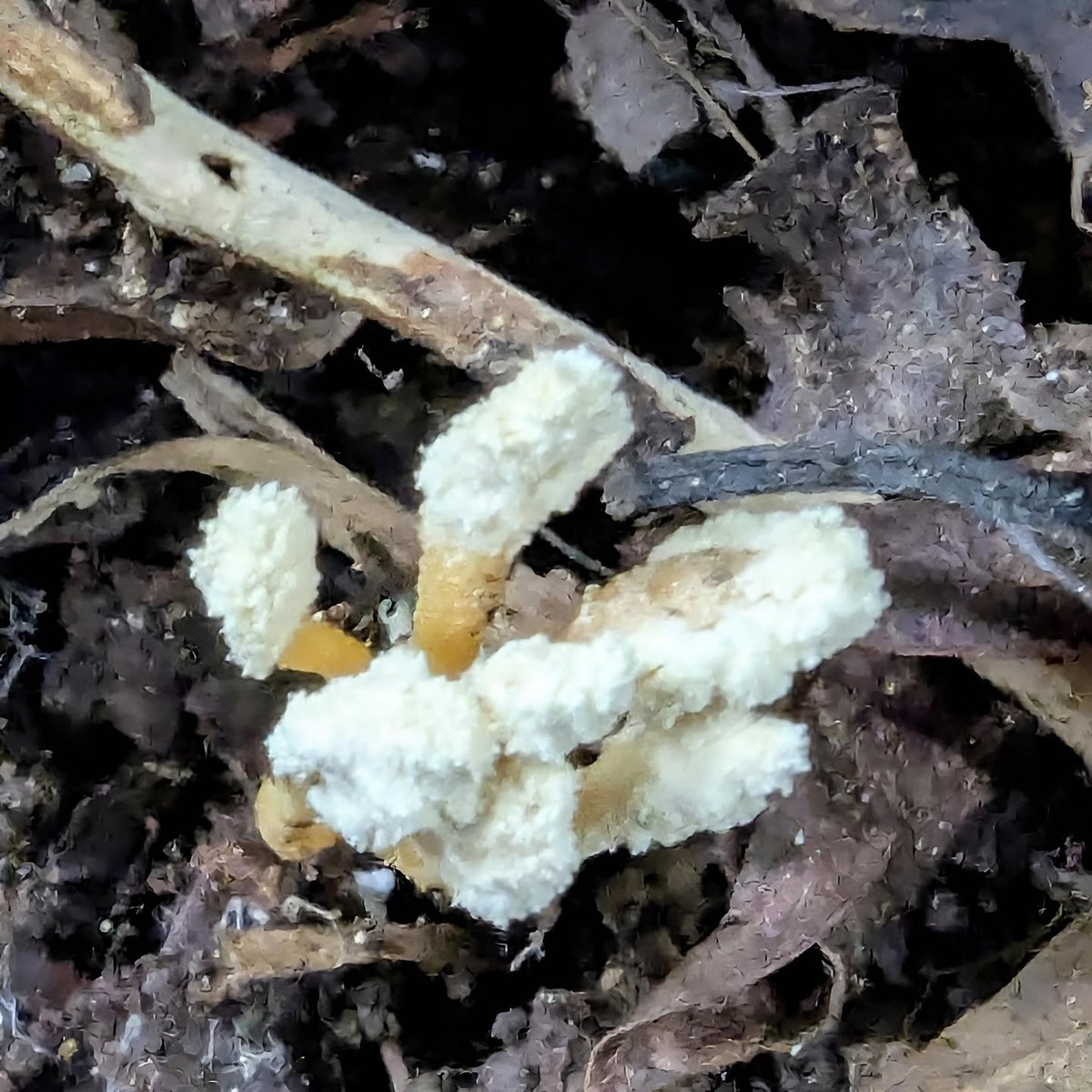 もっちー🍄🌿 (@mottii1965) / Posts / X